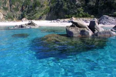 mare.webp