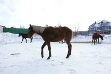 Копия Роскошь1.webp