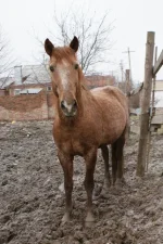 Копия DSC00292.webp