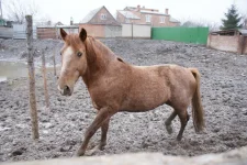 Копия DSC00295.webp