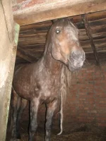 Копия Азов 027.webp