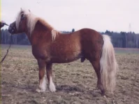 ROK1.webp