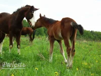 DSC03633.webp