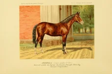 BookReaderImages.webp