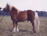 ROK1.webp
