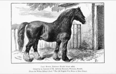 BookReaderImages.webp