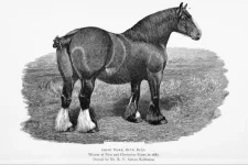 BookReaderImages1.webp