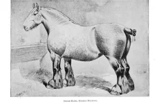 BookReaderImages3.webp