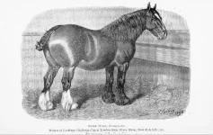 BookReaderImages6.webp