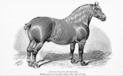 BookReaderImages12.webp