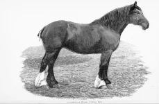 BookReaderImages17.webp