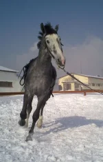 06032010063.webp
