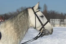Надир.webp