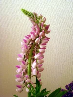 IMG_0006.webp