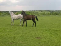 2013-06-04-421.webp