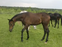 2013-06-04-432.webp