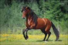 16.webp