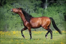 17.webp