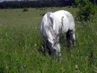 DSCN5367.webp