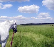 DSCN5382.webp