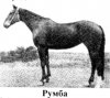 Румба.jpg