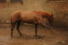gJfPdB4iZQ0.webp