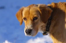 Любка1.webp