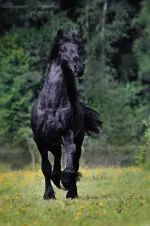 26.webp