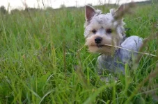2M8Mypl-Yas.webp