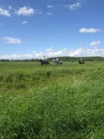 для сайта 1.webp