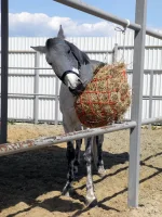DSCN5409.webp