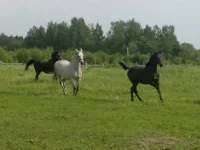 2013-06-04-417_1.webp