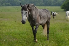 wysSOAozRAc.webp
