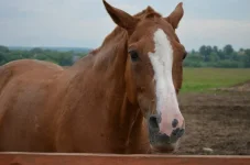 IWwrtnyuSTU.webp
