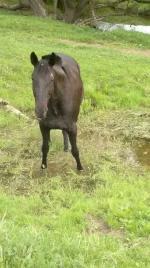 11N7rQhst9s.webp