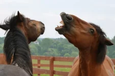Nk7kgV3QHqE.webp