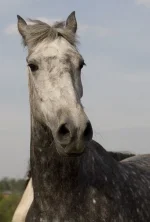 VOLrQV8yj1Q.webp