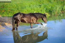 фотография.webp