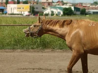 P6217433.webp