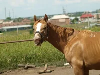 P6217430.webp