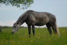 Py0gi99_-g8.webp