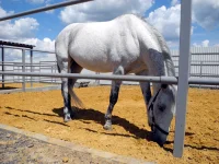 DSCN5595.webp