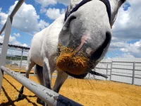 DSCN5598.webp
