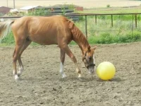 DSCN0448.webp