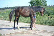 dbrf7.webp