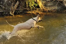 naked.webp