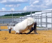 DSCN5611.webp