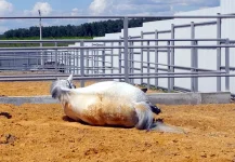 DSCN5613.webp