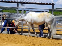 DSCN5617.webp