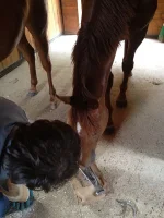 farrier.webp
